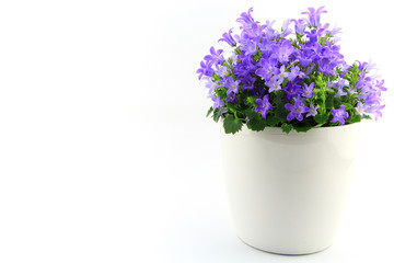 Potted Campanula Portenschlagiana isolated on white background
