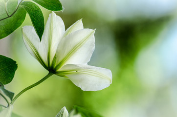blüten