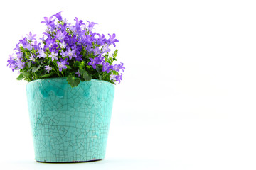Potted Campanula Portenschlagiana isolated on white background