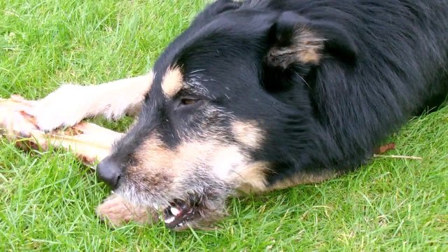 Dog chewing a Bone in the Grass