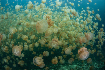 Fototapeta na wymiar Endemic Jellyfish in Marine Lake