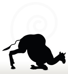 camel in Unloading pose