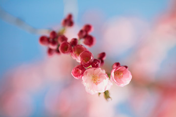 Blossoming sakura.