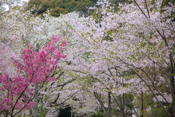 Japan springtime