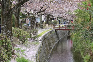 Fototapeta na wymiar Kyoto cherry blossom