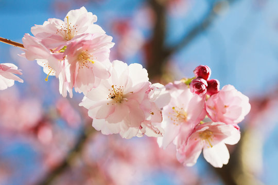 Blossoming sakura.