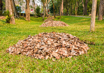 Pile of dry leaf  were collect by gardener for make  fertilizer