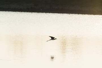 Himantopus himantopus