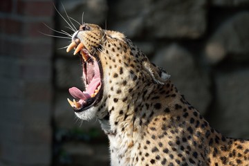 Fototapeta na wymiar Leopardo che sbadiglia