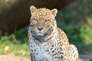 Leoparodo