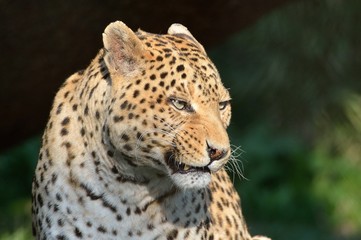 Leopardo