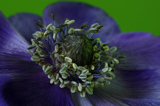 Anemoon,Anemone coronaria