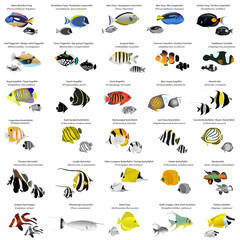 Obraz premium Marine fish