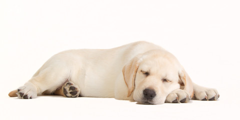 Sleeping yellow labrador puppy