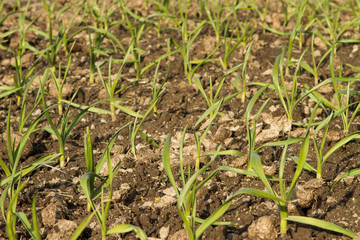 Onion sprouts in early spring at garden