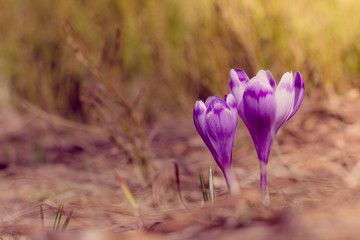 Crocus flowers in the warm rays of spring.