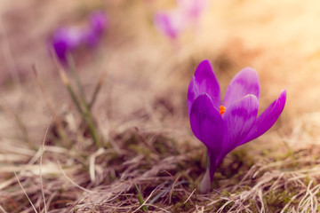 Crocus flowers in the warm rays of spring.