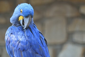 Ara giacinto © massimhokuto