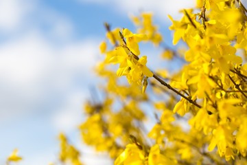 Blooming forsythia