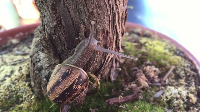 Escargot &agrave; vitesse r&eacute;elle