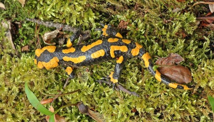 Feuersalamander im Nationalpark Kellerwald