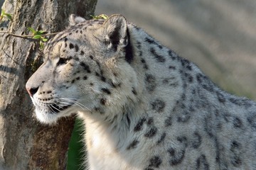 Leopardo delle nevi © massimhokuto