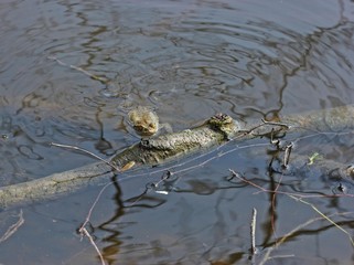 Männliche Erdkröte im Teich