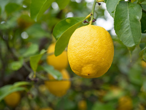 Zitronen - Limonen - Zitronenbaum - Zitrusfr&uuml;chte - Fr&uuml;chte