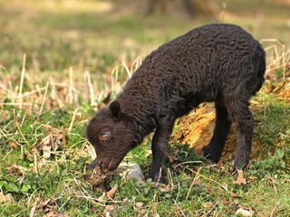 Neugeborenes Bretonisches Zwergschaflamm