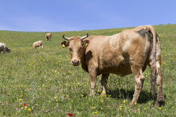 Sicilian Cow