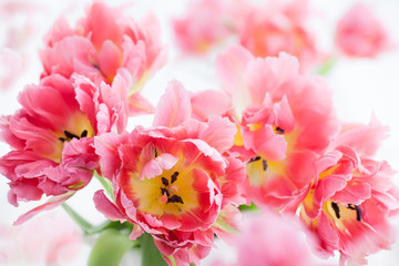 pink double peony tulip
