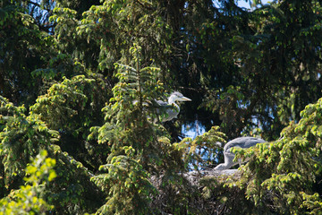 Fototapeta premium Nest great blue Heron in tree