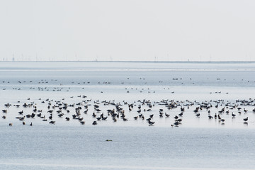 Brent gooses in wadden sea