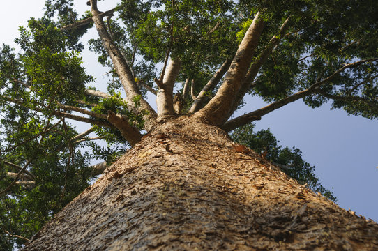 Kauri-Baum, Agathis australis