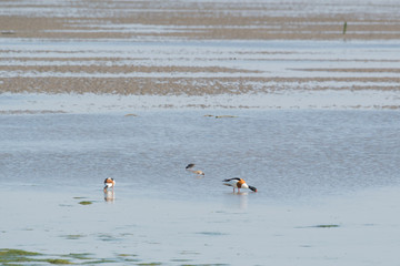 common shelducks foraging in wadden sea
