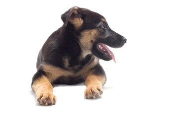 Shepherd puppy lies on a white background