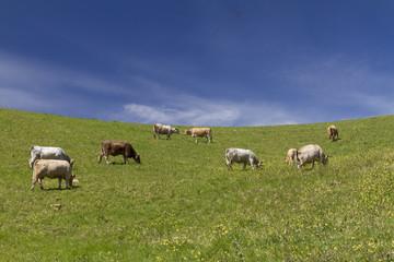 Fototapeta na wymiar farm landscape