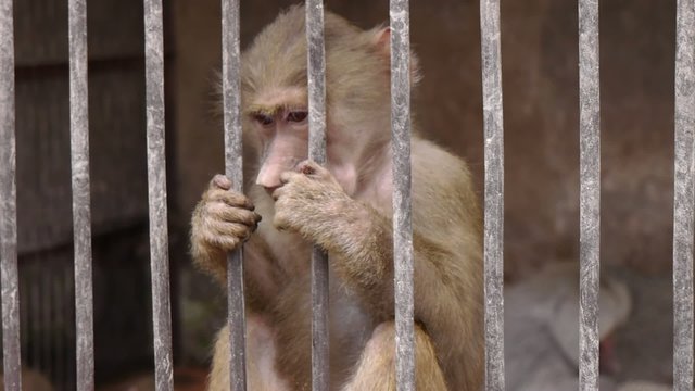 Monkeys in Scientific Apery