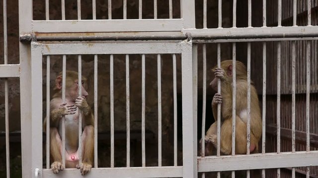 Monkeys in Scientific Apery