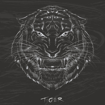 Tiger drawing with chalk on blackboard