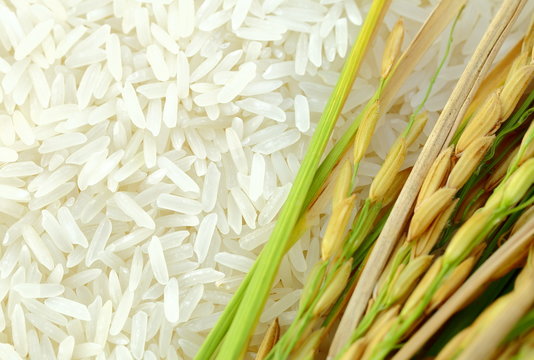 Rice's grains,Ear of rice background.