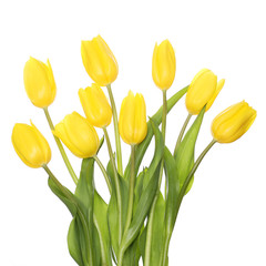 Yellow Tulips isolated on white