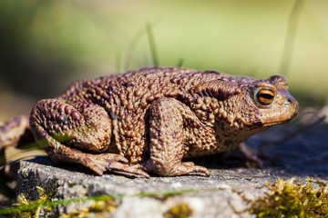 Fototapeta premium Common toad