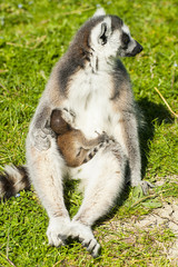A lemur with his son