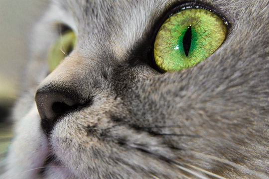 Cat's eyes