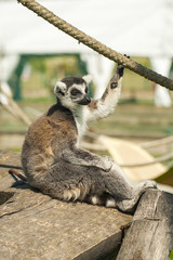 Lemur