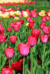 Lot of bright red and yellow tulips