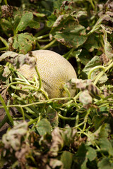 Melon in a vegetable garden