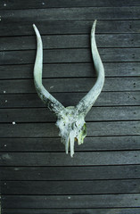 skull of buck antelope on wooden deck safari background