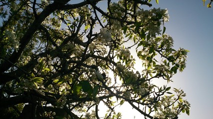 PRIMERAS HORAS DE LUZ © Aquimasha